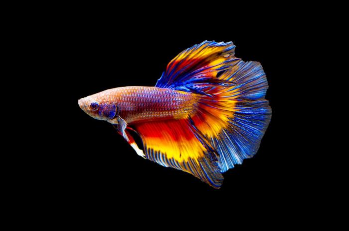 Betta fish types names color colorful name small pets fighting pet fins