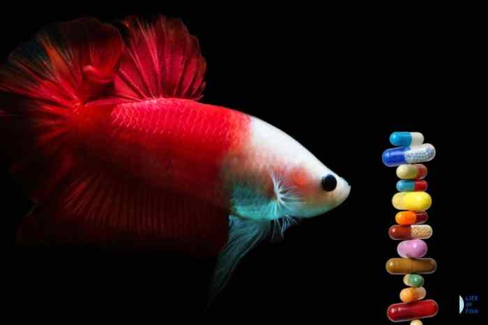 Tetracycline betta