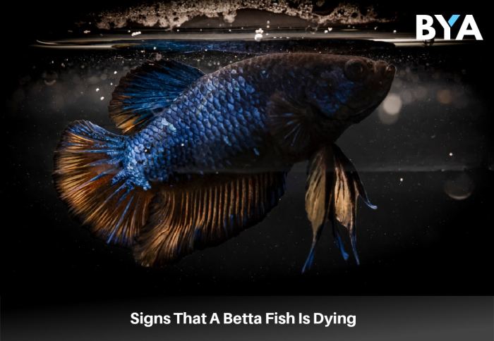 Betta dies poor prevent