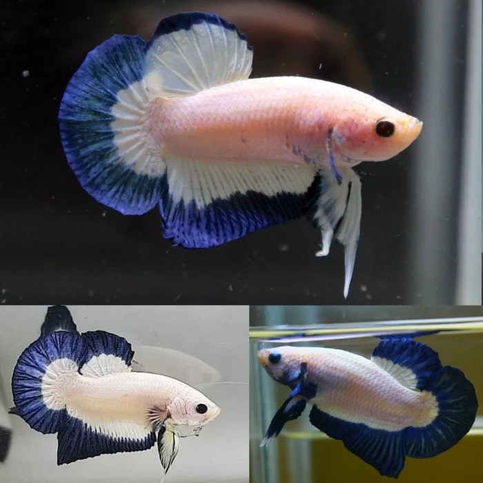 Rim blue betta