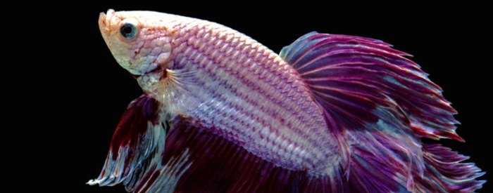 Betta peces identify identificar bettas macho