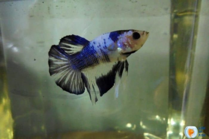 Fish betta bettafish starter