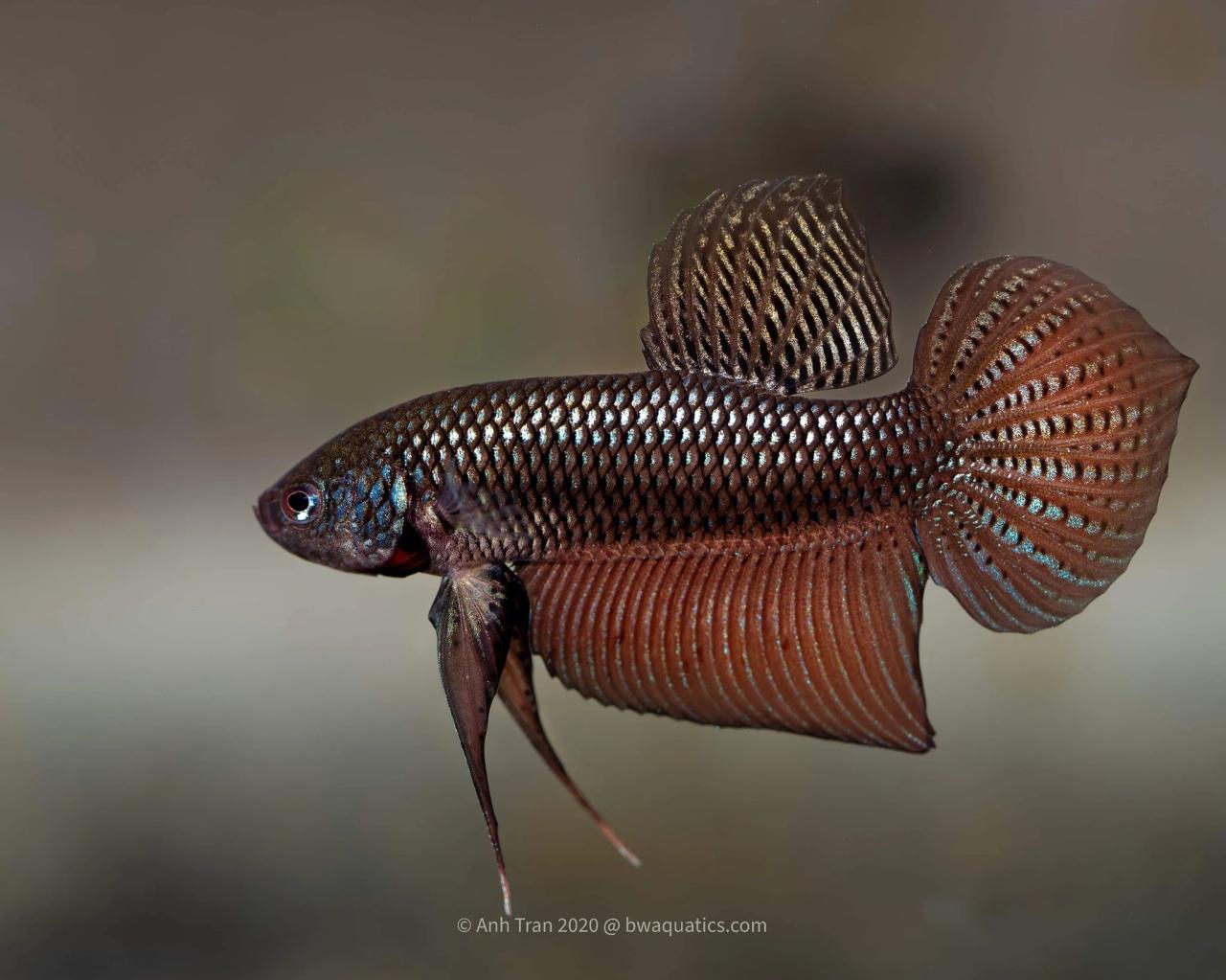 Betta ancam bettas