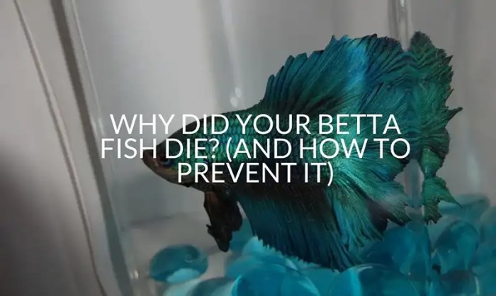 Fish betta sick save