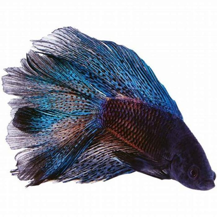 Betta fighting siamese bettasource aggression halfmoon aquariadise bettas fins terminology sitemap aggressive