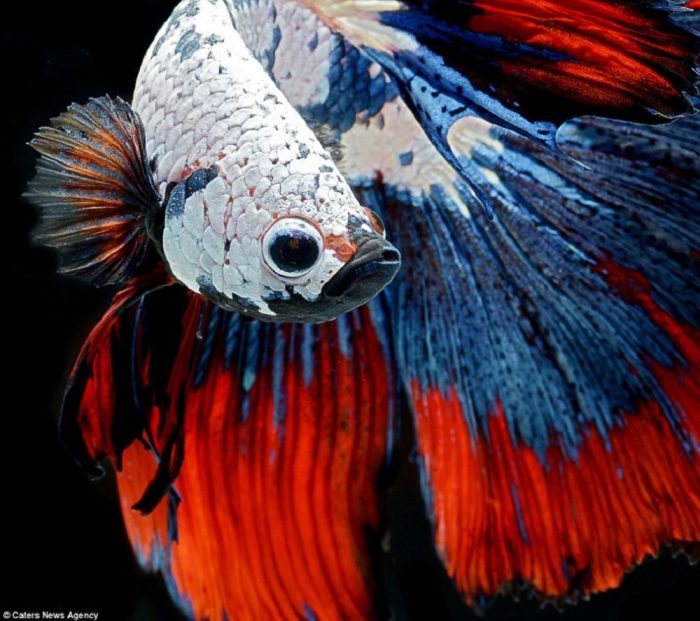 Fish fighting siamese betta blue stock similar istockphoto