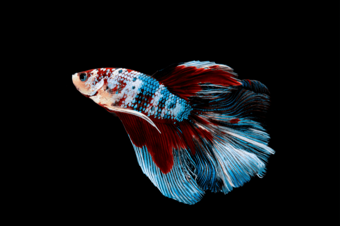 Betta stressed unhappy symptoms expertaquarist