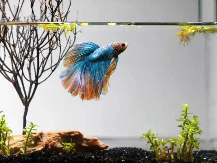 Betta rescued