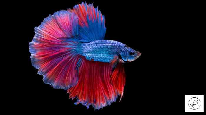 Fish betta fight do why fighting bettafish