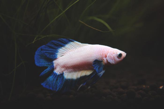 Betta rim