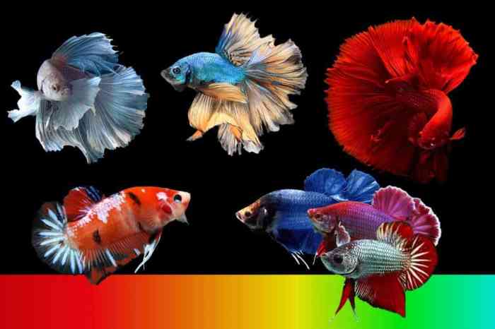 Betta colors changed