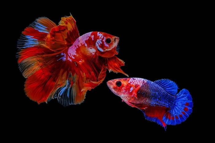 Betta reproduction splendens