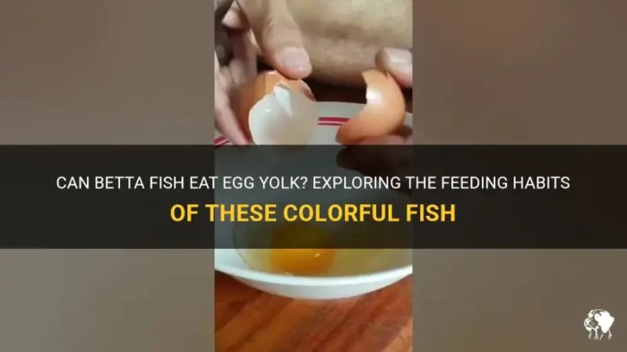 Cara memberi kuning telur pada ikan cupang