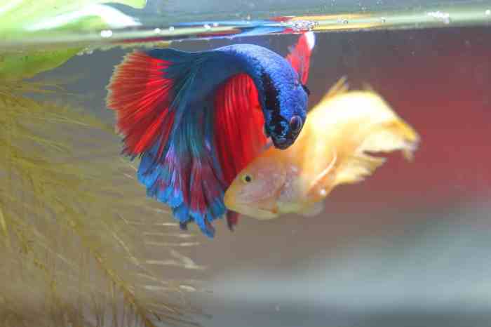 Betta breeding siamese aquarium