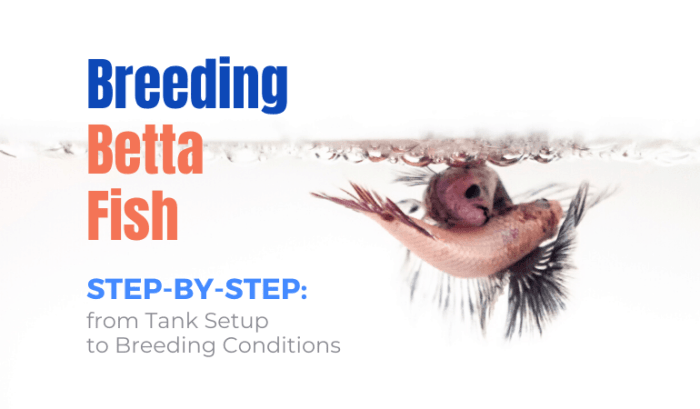 Betta breed breeding steps successfully