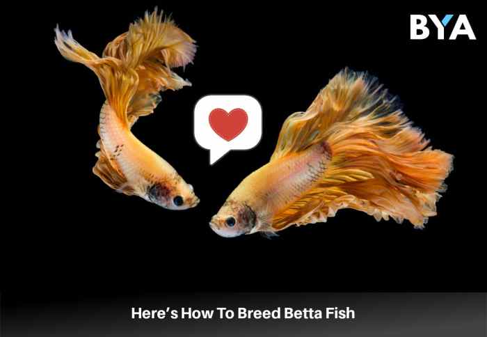 Betta breeding fish guide breed expert