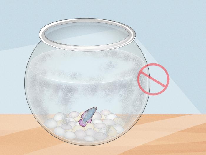 Fish betta care take wikihow ago uploaded year